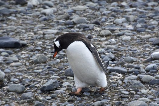 Stock pictures of penguins in the Antarctica peninsula