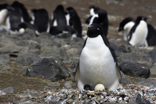 Stock pictures of penguins in the Antarctica peninsula