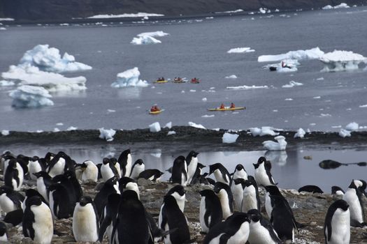 Stock pictures of penguins in the Antarctica peninsula with people kayaking