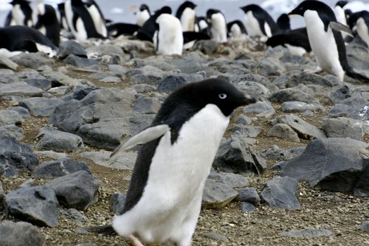 Stock pictures of penguins in the Antarctica peninsula