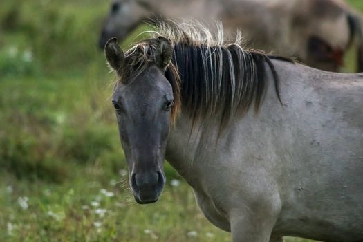 Herd of horses grazing in a meadow in the mist. Horses in a foggy meadow in autumn. Horses and foggy morning in Kemeri National Park, Latvia. Portrait of horse grazing in the meadow on misty summer morning.