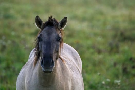 Herd of horses grazing in a meadow in the mist. Horses in a foggy meadow in autumn. Horses and foggy morning in Kemeri National Park, Latvia. Portrait of horse grazing in the meadow on misty summer morning.