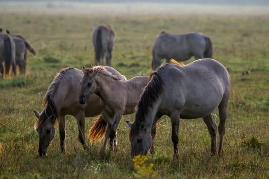 Herd of horses grazing in a meadow in the mist. Horses in a foggy meadow in autumn. Horses and foggy morning in Kemeri National Park, Latvia. Wild horses grazing in the meadow on misty summer morning.