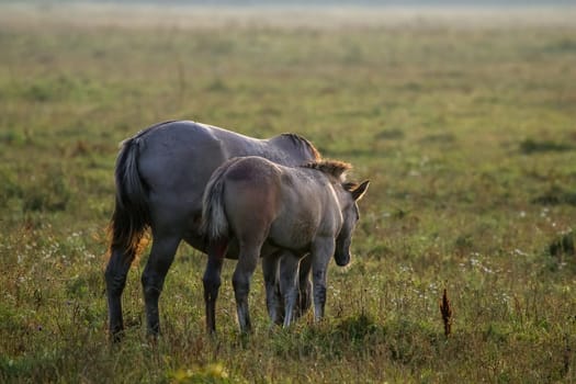 Herd of horses grazing in a meadow in the mist. Horses in a foggy meadow in autumn. Horses and foggy morning in Kemeri National Park, Latvia. Wild horses grazing in the meadow on misty summer morning.