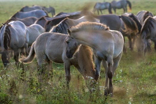 Herd of horses grazing in a meadow in the mist. Horses in a foggy meadow in autumn. Horses and foggy morning in Kemeri National Park, Latvia. Wild horses grazing in the meadow on misty summer morning.