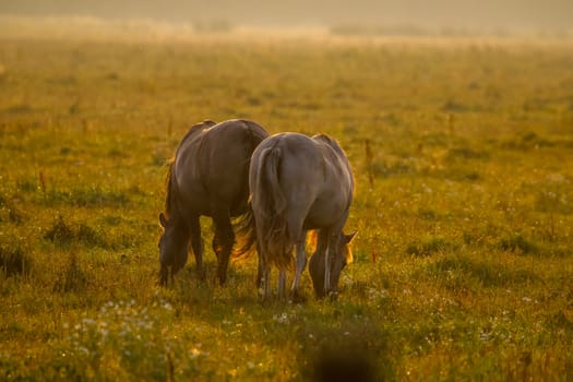 Herd of horses grazing in a meadow in the mist. Horses in a foggy meadow in autumn. Horses and foggy morning in Kemeri National Park, Latvia. Wild horses grazing in the meadow on misty summer morning.