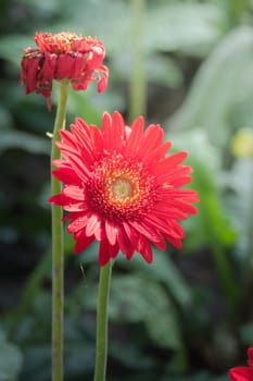 The background image of the colorful flowers, background nature