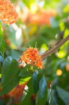 The background image of the colorful flowers, background nature