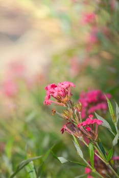 The background image of the colorful flowers, background nature