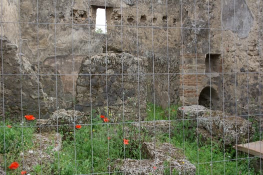 Red tulip poppy flowers blossom in meadow grass under old ancient ruined stone walls