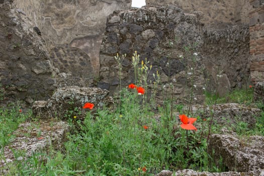 Red tulip poppy flowers blossom in meadow green grass under ancient ruined stone wall