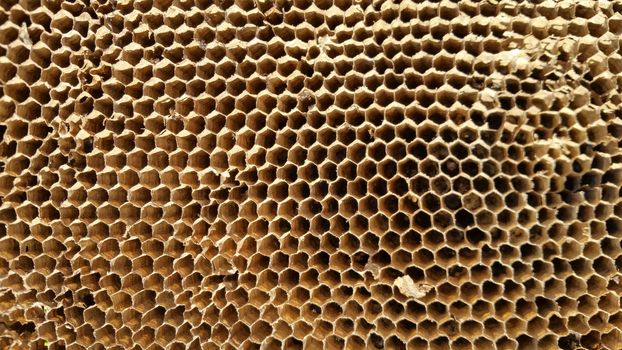 Honeycombs with honey. Natural background. Nectar Apiculture