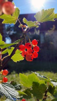 Berries of red currant, shoot close up .