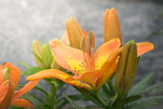 The background image of the colorful flowers, background nature