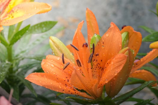 The background image of the colorful flowers, background nature