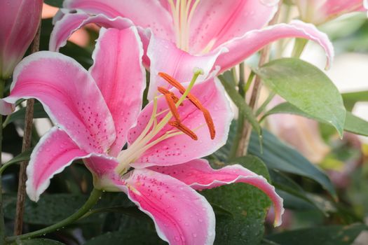 The background image of the colorful flowers, background nature