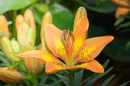 The background image of the colorful flowers, background nature