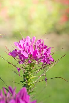 The background image of the colorful flowers, background nature