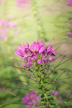 The background image of the colorful flowers, background nature