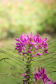 The background image of the colorful flowers, background nature