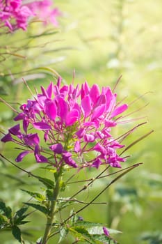 The background image of the colorful flowers, background nature