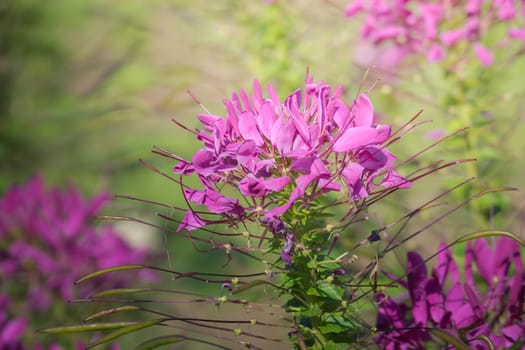 The background image of the colorful flowers, background nature