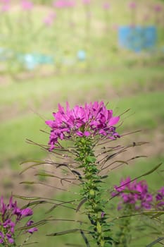 The background image of the colorful flowers, background nature