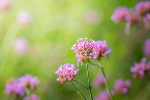 The background image of the colorful flowers, background nature