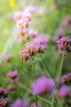 The background image of the colorful flowers, background nature