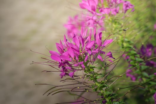 The background image of the colorful flowers, background nature