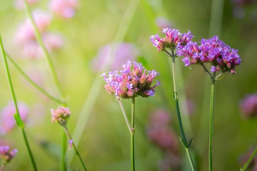 The background image of the colorful flowers, background nature