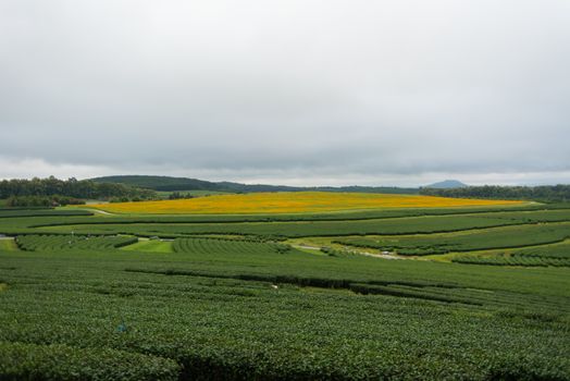 beautiful garden, green tea farm in the morning