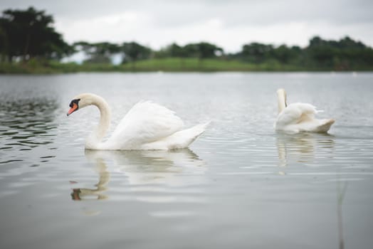 swans on the lake in the morning