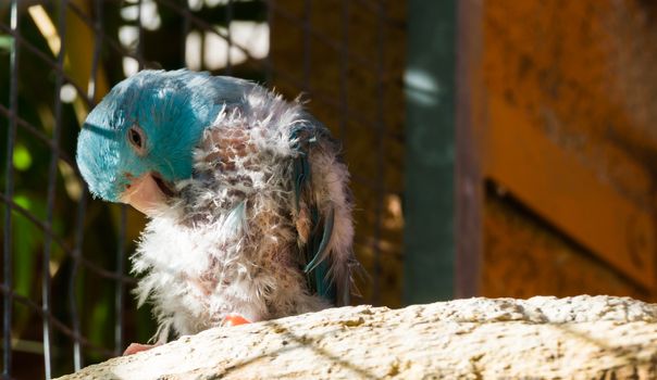 diseased blue small parrot, scratching from the itch and plucking its feathers, probably bird lice or mites