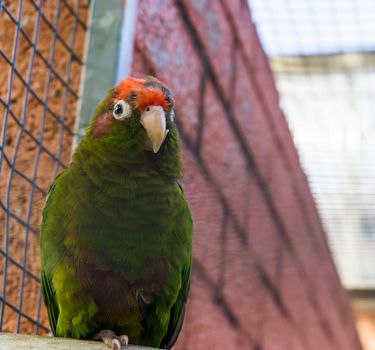 Finsch's conure, a green tropical parrot from the forest of America