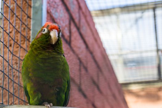 crimson fronted parakeet, a tropical green parrot from America