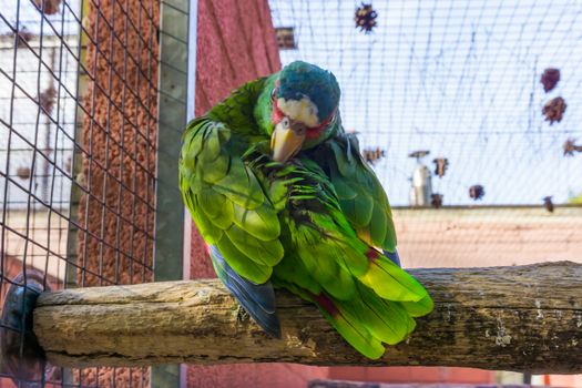 white fronted amazon parrot cleaning its feathers, a tropical green parrot from America and mexico