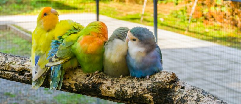 loving family of small parrots sitting close together and cuddling on a branch