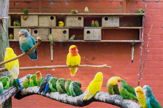 aviculture, a aviary full of colorful parakeets, big family of birds together