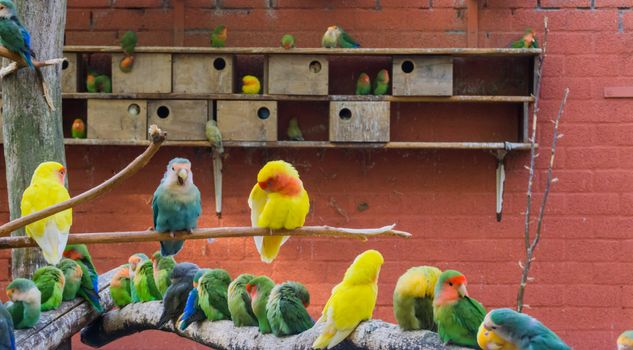 aviculture, a aviary full of colorful parakeets, really close family of birds