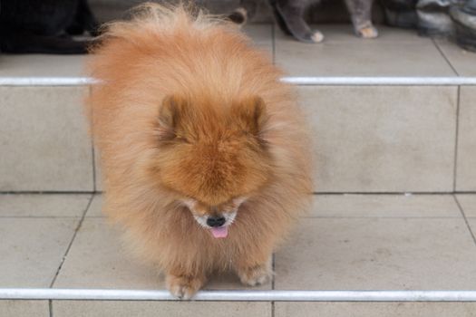 Small red furry dog spitz walks on stairs close up