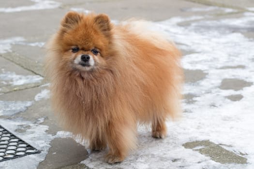 Small red furry dog spitz stands on winter yard close up