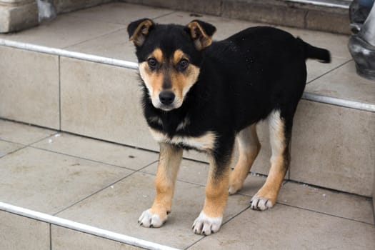 Small puppy dog stands on stairs close up