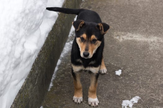 Small puppy dog spitz standing on cold winter snowed yard