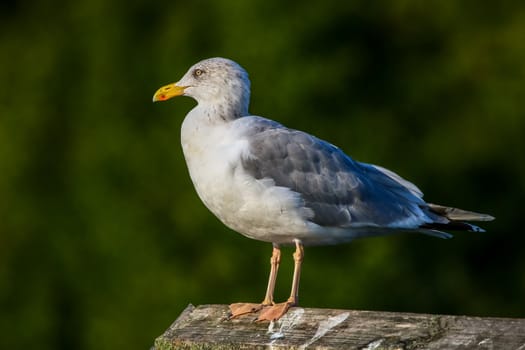 Close up of seagull standing on a pier. Seagull on the roof near Kaniera lake on a sunny autumn day. Seagull on green park background in Latvia. Seagull standing against natural green background.