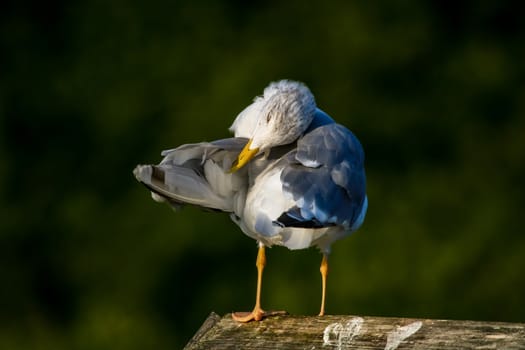 Close up of seagull standing on a pier. Seagull on the roof near Kaniera lake on a sunny autumn day. Seagull on green park background in Latvia. Seagull clear wings against natural green background.