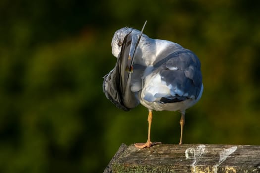 Close up of seagull standing on a pier. Seagull on the roof near Kaniera lake on a sunny autumn day. Seagull on green park background in Latvia. Seagull clear wings against natural green background.
