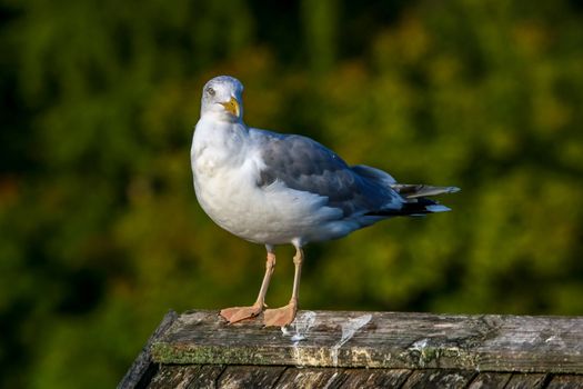 Close up of seagull standing on a pier. Seagull on the roof near Kaniera lake on a sunny autumn day. Seagull on green park background in Latvia. Seagull standing against natural green background.
