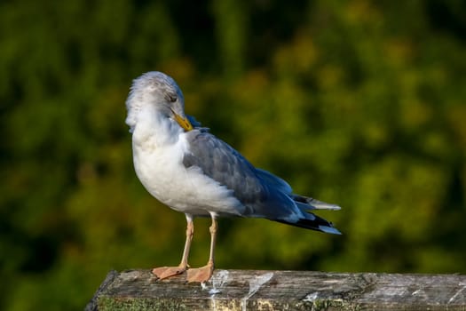 Close up of seagull standing on a pier. Seagull on the roof near Kaniera lake on a sunny autumn day. Seagull on green park background in Latvia. Seagull clear wings against natural green background.