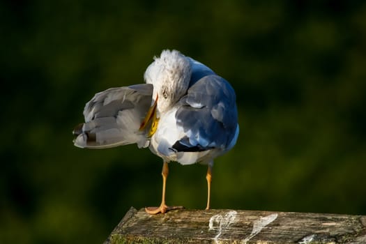 Close up of seagull standing on a pier. Seagull on the roof near Kaniera lake on a sunny autumn day. Seagull on green park background in Latvia. Seagull clear wings against natural green background.
